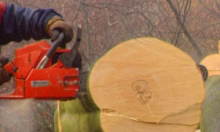 Photosynthèse et croissance de l'arbre - 5mn 50s